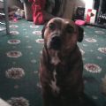 missed dogs
