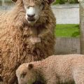 Sheepy