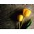 Comment Memorial Tribute