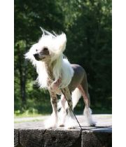 Puppi Daisy  Vovve's Memorial