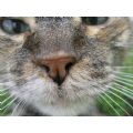 lucy13's Online Memorials