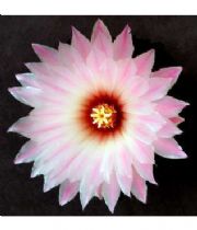 Beverly  Kristel's Memorial