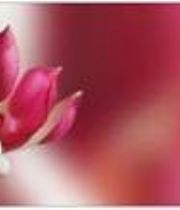 Maureen Gallagher Maureen Gallagher