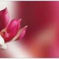layaflower's Online Memorials