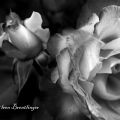 WalterDBritton's Online Memorials