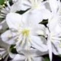 JohnsonThobias's Online Memorials