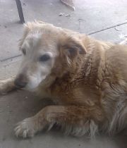 Buddy Roesler Buddy Roesler