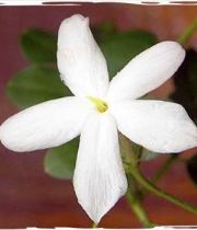 Baby  Jasmine's Memorial
