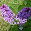 debralynncrosby's Online Memorials