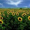 Daddy liked growing sunflowers because he thought it was really neat how they all faced East.