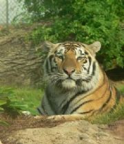 Ronnie Babin Ronnie Babin