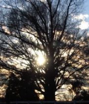 Michael Dobyns Michael Dobyns