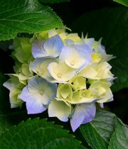 Oliver Garcia Oliver Garcia