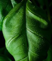 Ocim Basil Ocim Basil