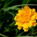 LyndaZawadskiBrunson's Online Memorials