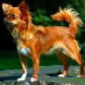ourbeloveddoggracy's Online Memorials