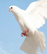 Ione Searles Ione Searles