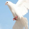 IoneGreaves's Online Memorials