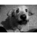 SarahLou's Online Memorials